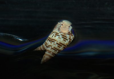 DSC_3328-tiny-snail.jpg