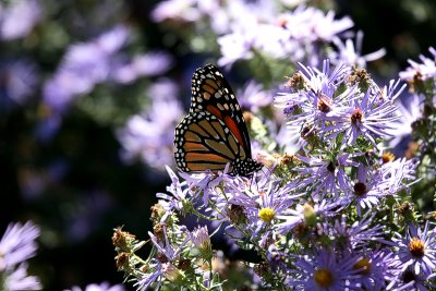 Monarch-Butterfly.jpg