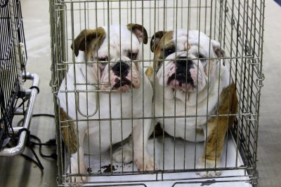 Fort Worth Kennel Club Dog Show