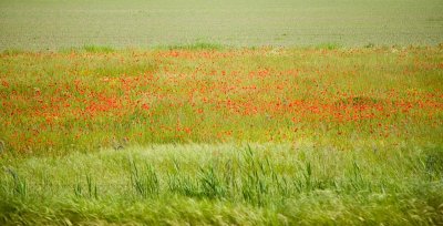 Poppy Fields