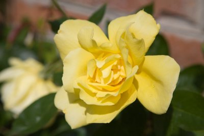 Yellow Rose