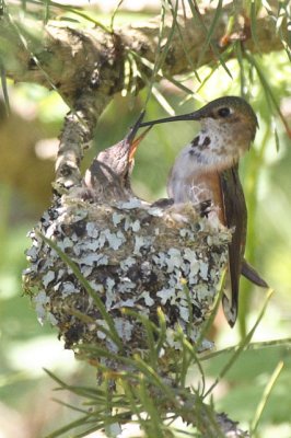 Baby Hummingbirds 2007