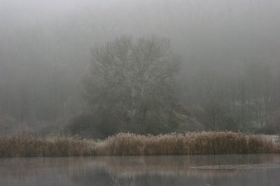 fog_at_the_lake