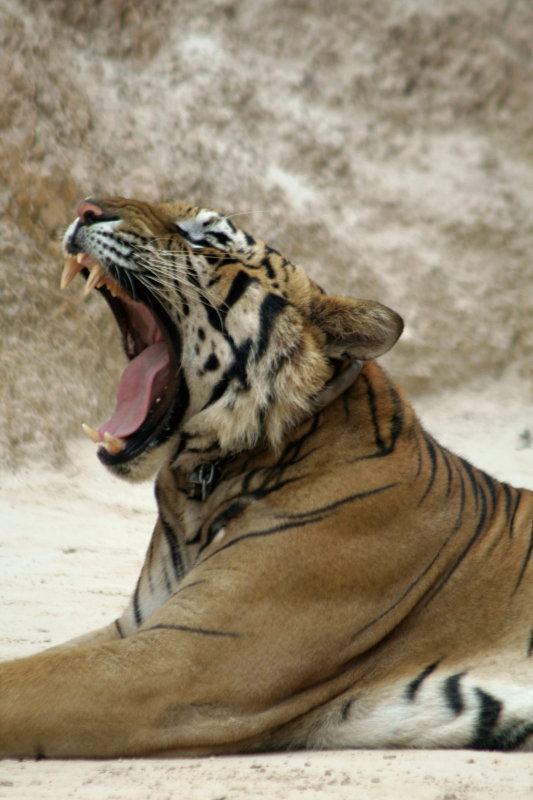 yawn.jpg