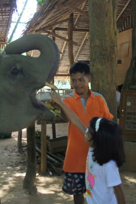 feeding baby elephant.jpg