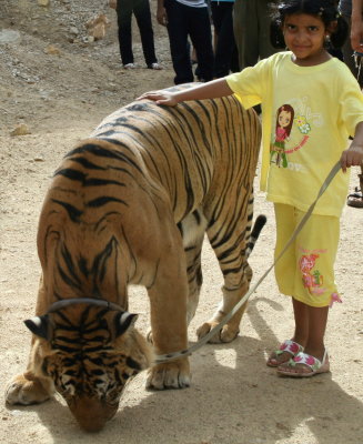 walk the tiger.jpg