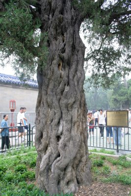 dragon tree.jpg