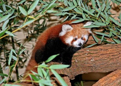 The Endangered Red Panda.
