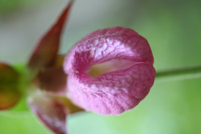 The Endangered Lady's Slipper.