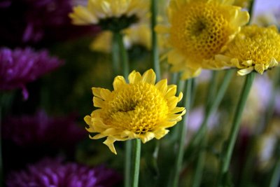 A Sunshine Day Is Coming.....Soon.