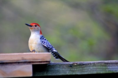 Woody Woodpecker.