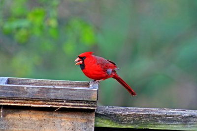Red Rosie. 