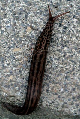 Helix aspersa.