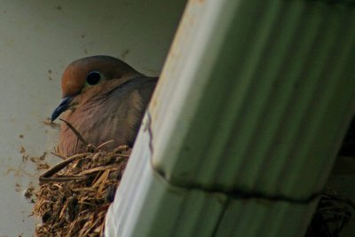 Mamma Waits For Her Babies To Arrive.