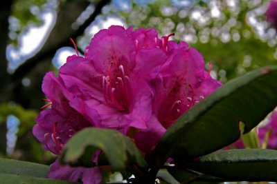 Rhododendron Bringing Colour To Our Lives.