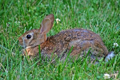 What's Up Doc?