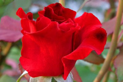 Love, Passion, Respect, Courage: The Red Rose.