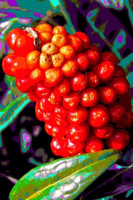 Blandy's Berries.