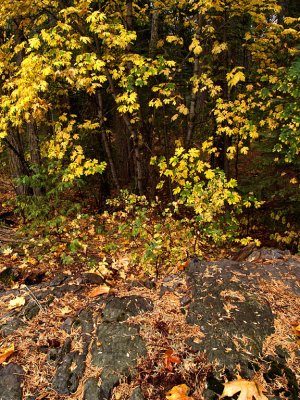 Big Leaf Maple Grove 2.jpg