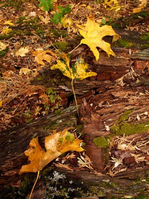 Big Leaf Maples Leaves.jpg