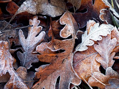 Frost on Valley Oak Leaves 2.jpg