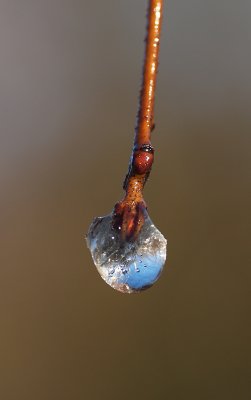 Ice on Twig.jpg