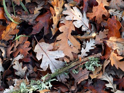 Valley Oak Leaves in Fall.jpg