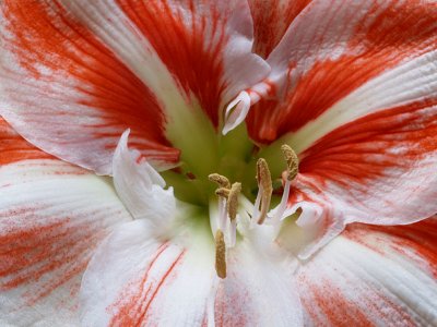 Red  White Amaryllis 1.jpg