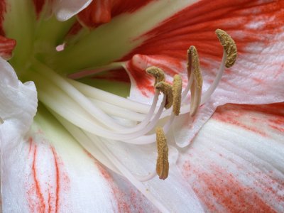Red  White Amaryllis 2.jpg