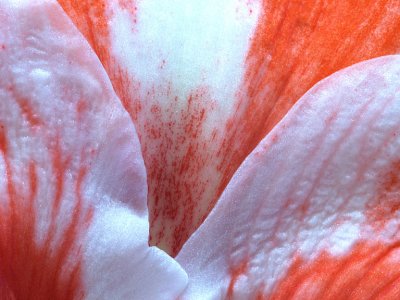 Red  White Amaryllis 3.jpg