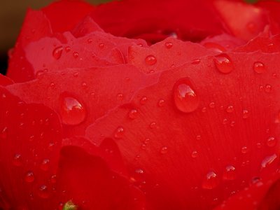 Red Ranunculus