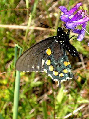 Pipevine swallowtail on Vetch.jpg