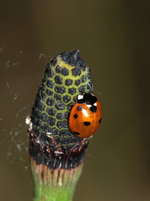 Ladybird Beetle on Equisetum.jpg