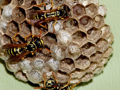 Paper Wasp Nest Closeup.jpg