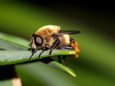 Bulb Fly.jpg