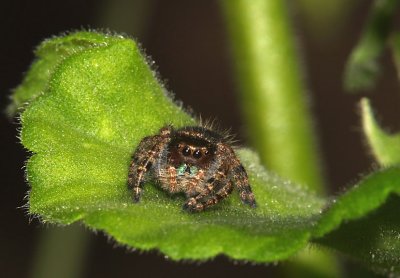 Jumping Spider.jpg