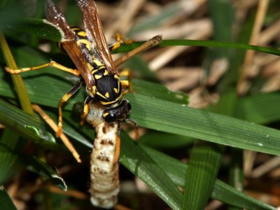 Paper Wasp at Work.jpg