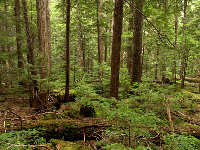 Forest Garibaldi Park.jpg