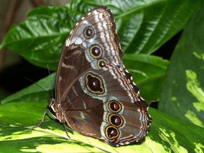Owl Butterfly.jpg