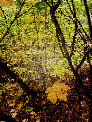 Maple Forest in Fall Stained Glass.jpg