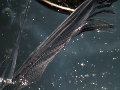 Feather in Ice.jpg