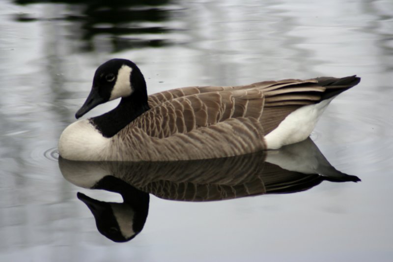 Goose Reflection