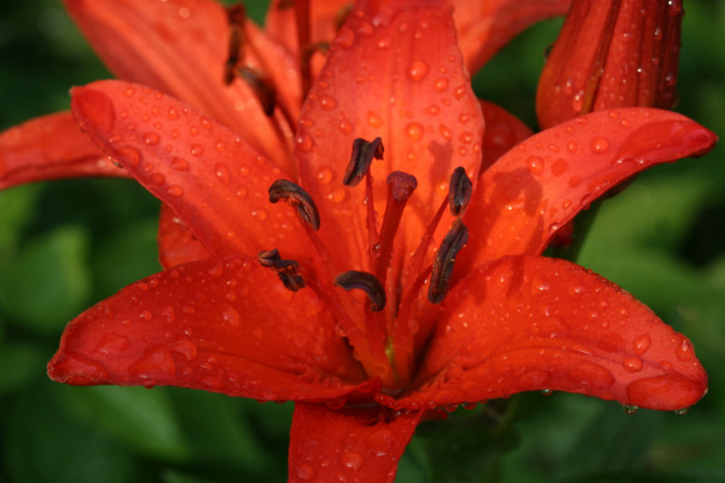 Lilly<BR>June 27, 2007