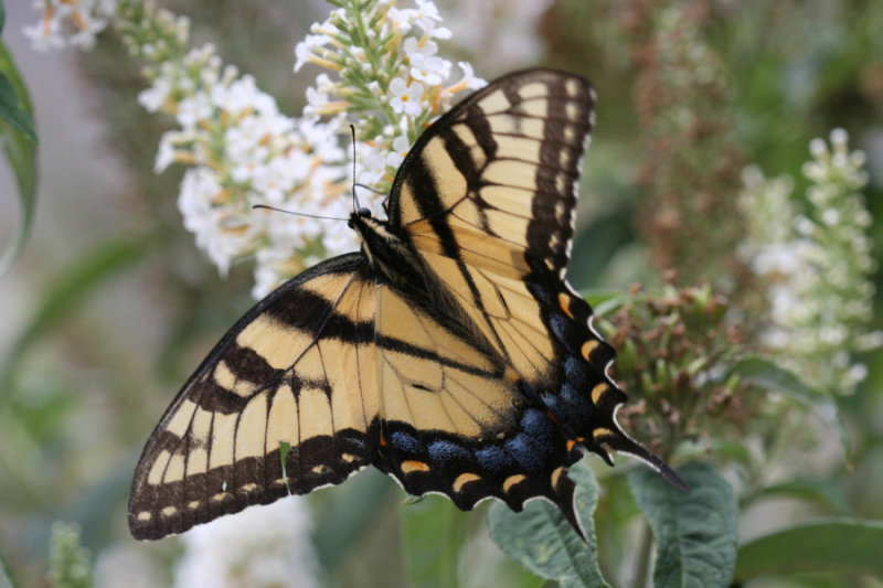 Eastern Tiger Swallowtail