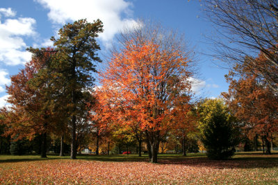 Cook Park Trees