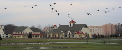 November 11, 2006<BR>Geese and Gulls at Park