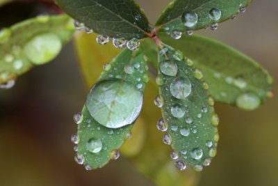 November 15, 2006Water Drops Macro