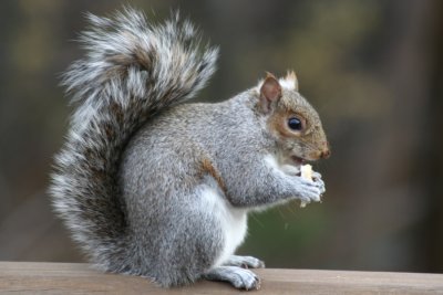 November 18, 2006Eating Squirrel