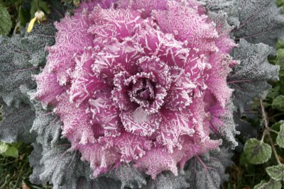 Frost on Cabbage