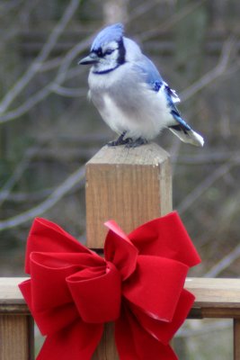 Bluejay and  Christmas Bow